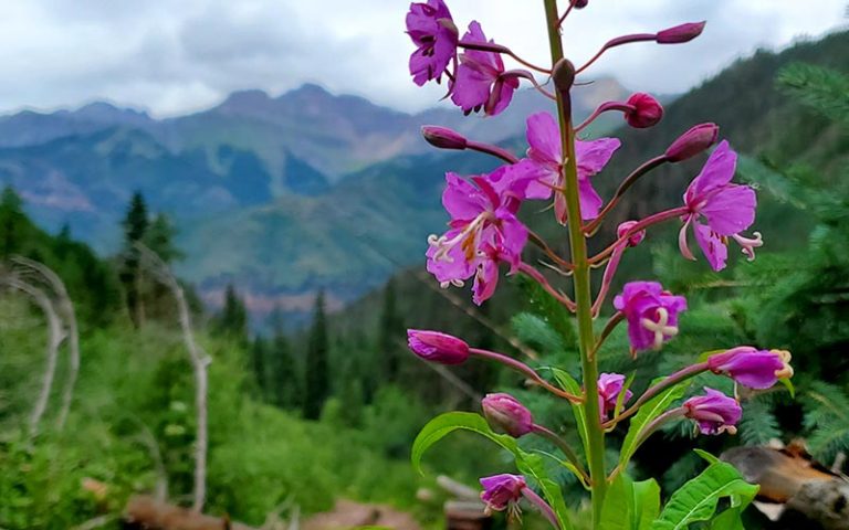 Joyful and Free in Christ