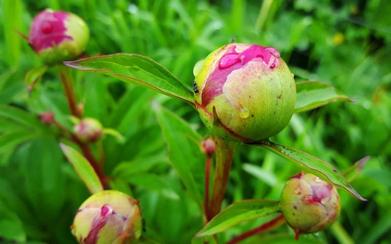 Maintaining Godly Priorities