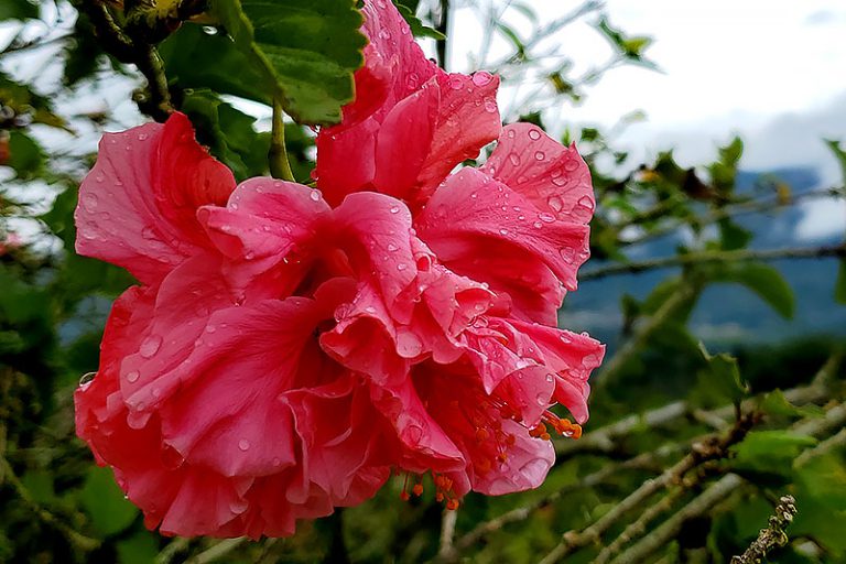 We Are His Workmanship